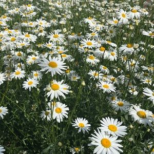 Meet your Posher, Daisy